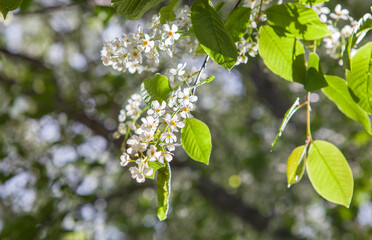 Flowers blossoning in racemes of bird cherry or prunus padus