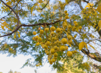 Chinaberry fruits cluster hanging from branch