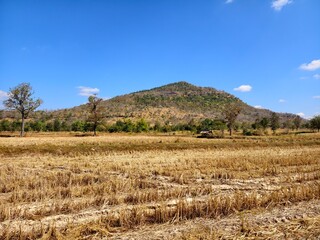 Beautiful view in the middle of rice fields