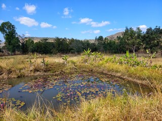 The reserve water source in the farmer's farm.