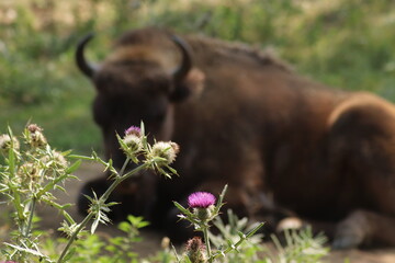 Parc Animalier les Angles