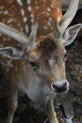 Parc Animalier les Angles