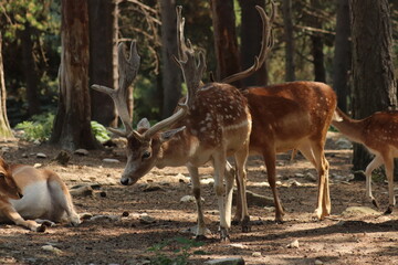 Parc Animalier les Angles