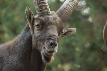 Parc Animalier les Angles
