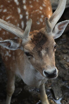 Parc Animalier les Angles