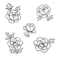 Elegant peony flower outline illustration set, Vector hand drawn sketch design elements.