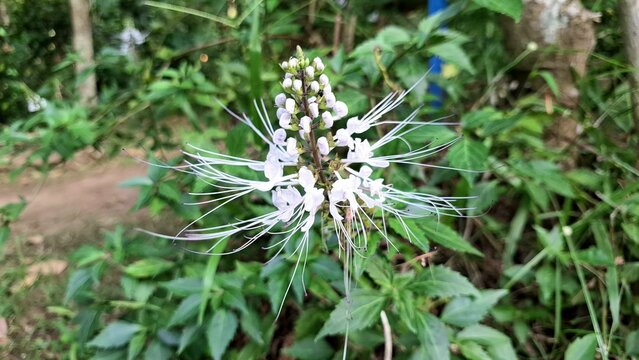 White Flower of Orthosiphon Aristatus Java Tea Plant Macro Photo Blooming in Garden Fresh Petal and Green Leaves Close Up Botanical Nature Photography