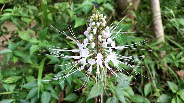 Natural Blooming Orthosiphon Aristatus White Java Tea Flower Detailed Petal Close Up Photography with Outdoor Tropical Garden Leaves for Botanical Background
