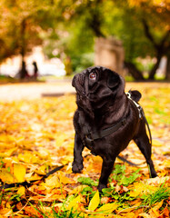 Black pug dog stands in yellow leaves on a park background. The dog raised its head and looks up. Dog training. Vertical and blurred photo