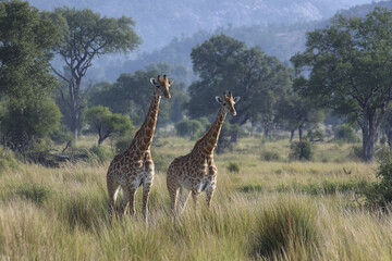 Fototapeta premium Two giraffes standing in tall grass of savanna landscape with scattered trees and distant hills under soft natural light creating peaceful wildlife scene