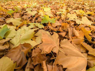 A stunning and beautiful array of fallen autumn leaves in various vibrant hues covering the lush forest floor