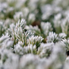 Hoarfrost covering a garden plant with ice crystals, creating a delicate texture on winter foliage