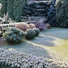 Winter garden landscape featuring hoarfrost coating plants, bushes, and a lawn on a cold sunny morning