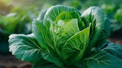 A large green leafy vegetable with a stem. The leaf is large and green, and the stem is thin