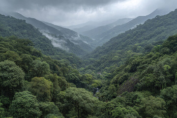 Obraz premium Dense forest valley with misty clouds and lush green trees covering hills, creating serene and untouched natural landscape under cloudy sky