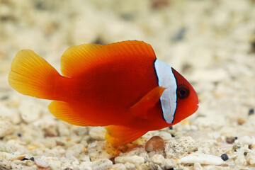 Tomato clownfish (Amphiprion frenatus) in aquarium