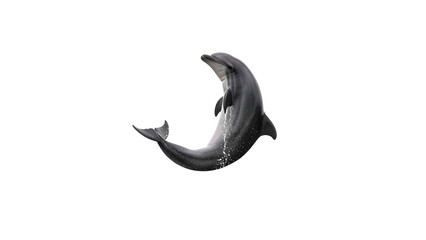 dolphin isolated on white background