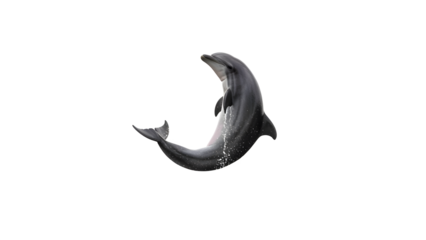 dolphin isolated on white background