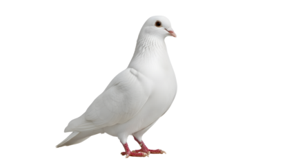 White dove standing proudly with its head turned to the right showcasing its sleek feathers and distinctive red feet against a clean white background