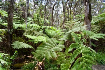 Plants along the Kilauea Volcano Trekking Course