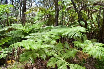 Plants You Might See While Trekking on Hawaii Island