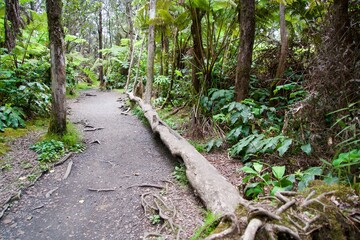 Trees growing from fallen logs at Kilauea Volcano