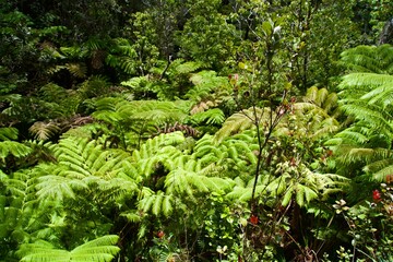 The Landscape of Hawaii Island's Plants