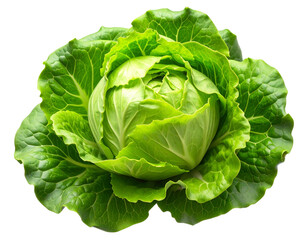 Fresh Lettuce Head, isolated on a transparent background&rdquo; 
