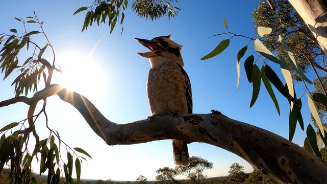 Kookaburra laughs loudly from a high eucalyptus branch