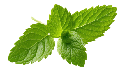 Fresh green mint leaves sprig with vibrant texture, offering aromatic freshness and natural flavor for cooking, beverages, and herbal remedies, transparent background