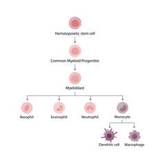 Hematopoiesis cell type scheme, stem cell, common myeloid progenitor, myeloblast, Basophil, neutrophil, eosinophil, monocyte, dendritic cell, macrophage. Vector illustration.