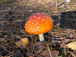 fly agaric mushroom among yellow autumn leaves and brown branches