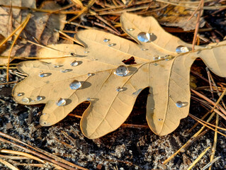 Beautiful large drop morning dew in nature, Drops of clean transparent water on yellow oak autumn leaves. Sun glare in drop. rainy season natural texture background.