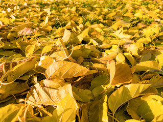 Yellow autumn maple leaves. Sunny autumn day. Fall in nature. Natural autumn fall background. Golden season. Bright orange and red leaf colors. Maple leaves in autumn sunny day.