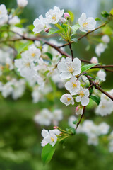Spring floral nature background with apple flowers on branches close up. blossom spring garden aesthetic. gentle freshness white apple flowers, symbol of spring season.
