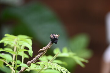 Cryptorhynchus lapathi. It is a species of weevil native to Europe. Its common names poplar...