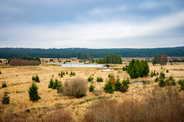 View on nature and peatland lanscape of Famenne and Fagne Mochamps near Tenneville, Ardennes of Wallonia, Belgium