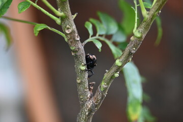 Cryptorhynchus lapathi. It is a species of&nbsp;weevil&nbsp;native to&nbsp;Europe.&nbsp;Its common names&nbsp;poplar and willow borer,&nbsp;osier weevil, and&nbsp;willow weevil.