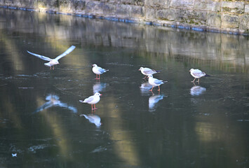 M&ouml;wen am gefrorenen alter Hafen in D&uuml;sseldorf, Deutschland
