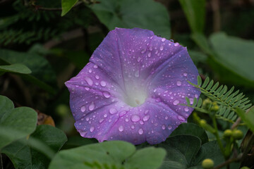 Fototapeta premium Purple Hibiskus