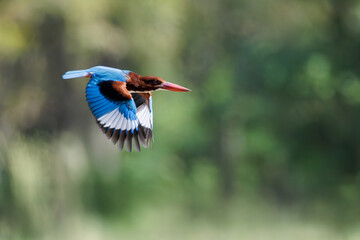 White-throated Kingfisher, Halcyon smyrnensis, takes off and flies in nature, large-headed, brown kingfisher, blue back and wings, red bill, white patch from throat through breast, seeking prey