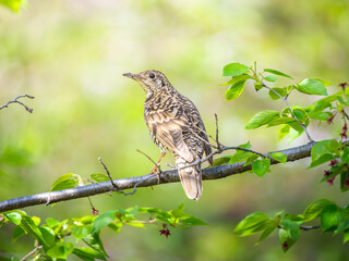 枝にとまるトラツグミ