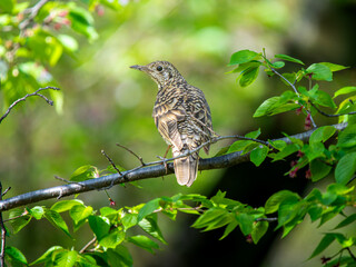枝にとまるトラツグミ