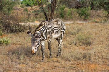 Gr&eacute;vy's zebra in the African bush in Samburu National Reserve, Kenya
