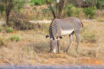 Gr&eacute;vy's zebra in the African bush in Samburu National Reserve, Kenya