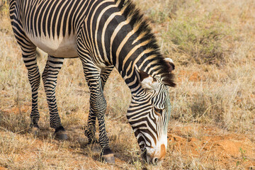 Gr&eacute;vy's zebra in the African bush in Samburu National Reserve, Kenya