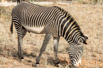 Gr&eacute;vy's zebra in the African bush in Samburu National Reserve, Kenya