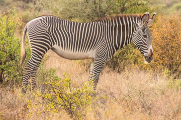 Gr&eacute;vy's zebra in the African bush in Samburu National Reserve, Kenya