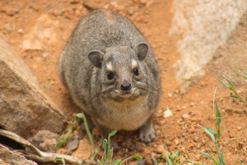 Rock hyrax (Procavia capensis) in a natural setting, perched on wooden branches.