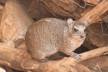 Rock hyrax (Procavia capensis) in a natural setting, perched on wooden branches.